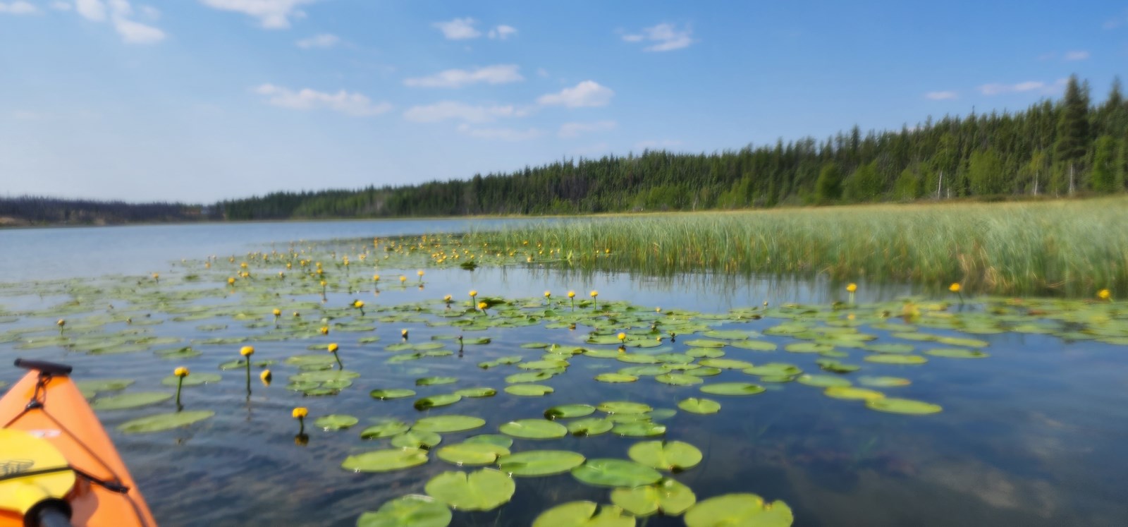 Reid%20Lake%20by%20Pat%20Thagard.jpg