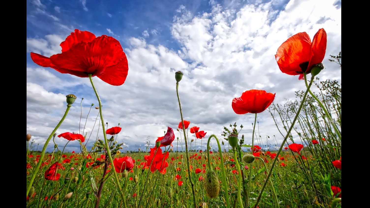 poppies field sky